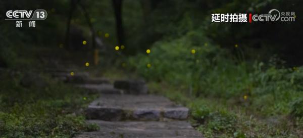 萤火虫林间飞舞 化身繁星点点点亮夜空 萤火虫林间飞舞 化身繁星点点点亮夜空