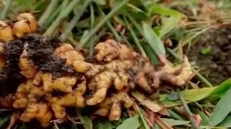 姜汁煮饭，是“黑暗料理”还是人间美味？