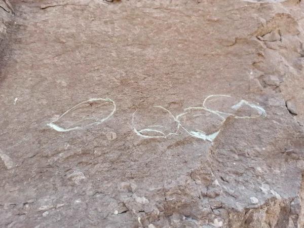 首次发现、刷新记录，广东多地有新惊喜！