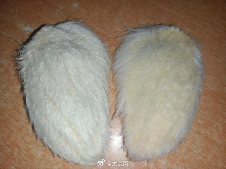 最近流行给芒果核梳毛?评论区亮了 最近流行给芒果核梳毛?评论区亮了