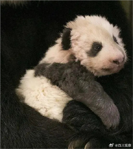 卷卷来了!旅法熊猫圆梦出生自带红卷毛 卷卷来了!旅法熊猫圆梦出生自带红卷毛