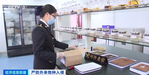 多地已截获“蚂蚁类”外来物种！官方将重点打击