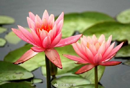 莲花池公园雨后荷花更显娇艳