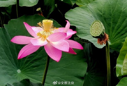 莲花池公园雨后荷花更显娇艳