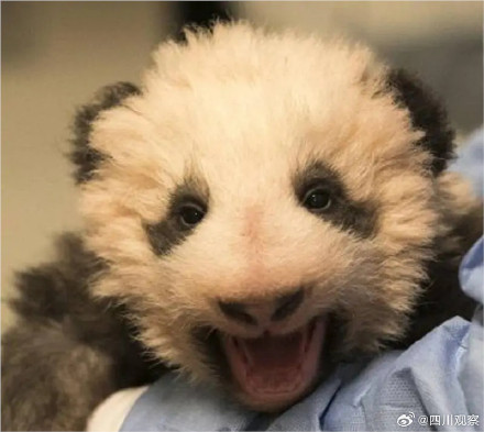 卷卷来了!旅法熊猫圆梦出生自带红卷毛 卷卷来了!旅法熊猫圆梦出生自带红卷毛