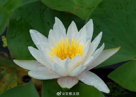 莲花池公园雨后荷花更显娇艳