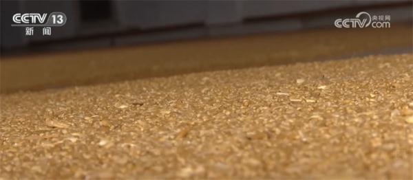 提效率、降损耗、增渠道 今年夏粮收购市场亮点频现 提效率、降损耗、增渠道 今年夏粮收购市场亮点频现