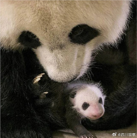 卷卷来了!旅法熊猫圆梦出生自带红卷毛 卷卷来了!旅法熊猫圆梦出生自带红卷毛