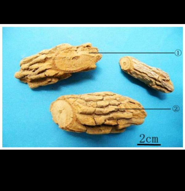 广东有人误食后死亡!此物剧毒,极易与煲汤料混淆……紧急提醒→ 广东有人误食后死亡!此物剧毒,极易与煲汤料混淆……紧急提醒→