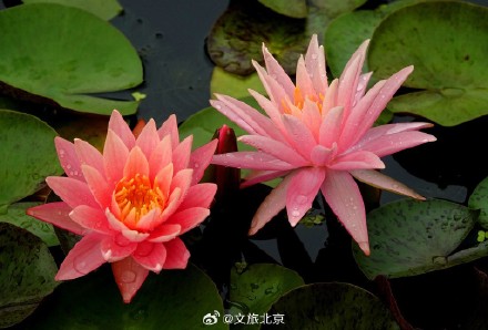 莲花池公园雨后荷花更显娇艳
