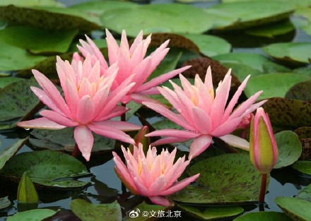 莲花池公园雨后荷花更显娇艳