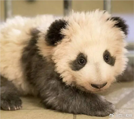 卷卷来了!旅法熊猫圆梦出生自带红卷毛 卷卷来了!旅法熊猫圆梦出生自带红卷毛