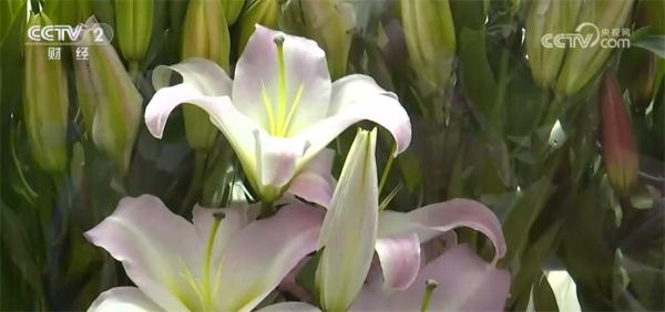 火爆暑期游|斗南花市日均迎客超万名 鲜花销量增加 火爆暑期游|斗南花市日均迎客超万名 鲜花销量增加