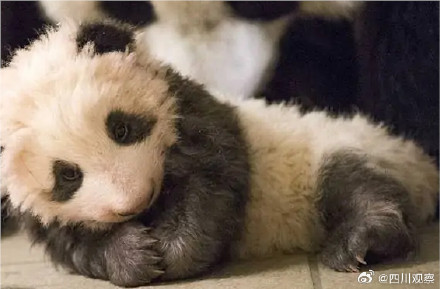 卷卷来了!旅法熊猫圆梦出生自带红卷毛 卷卷来了!旅法熊猫圆梦出生自带红卷毛