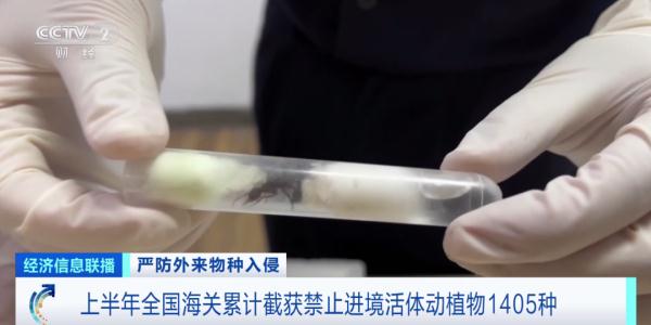 多地已截获“蚂蚁类”外来物种！官方将重点打击