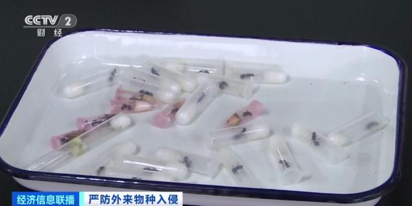 多地已截获“蚂蚁类”外来物种！官方将重点打击