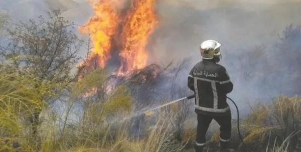 阿尔及利亚发生森林火灾 已造成15人死亡 阿尔及利亚发生森林火灾 已造成15人死亡