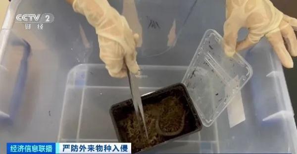 注意！外来物种入侵，严重可致人死亡！官方通报：严查！