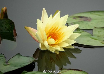 莲花池公园雨后荷花更显娇艳