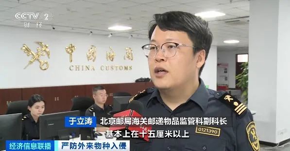 多地已截获“蚂蚁类”外来物种！官方将重点打击