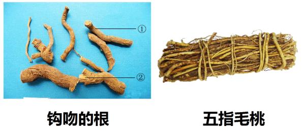 广东最新通报：死亡1例！这类东西，别吃！