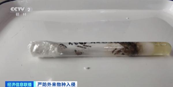 多地已截获“蚂蚁类”外来物种！官方将重点打击