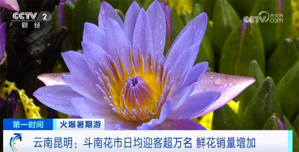 火爆暑期游|斗南花市日均迎客超万名 鲜花销量增加 火爆暑期游|斗南花市日均迎客超万名 鲜花销量增加