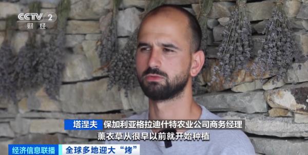 需求下降、热浪频发 保加利亚三分之一薰衣草种植园消失 需求下降、热浪频发 保加利亚三分之一薰衣草种植园消失