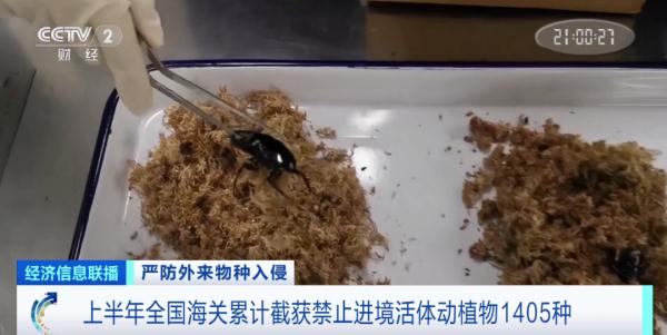 多地已截获“蚂蚁类”外来物种！官方将重点打击