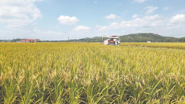 福建长汀：稻浪金满地 夏收好风景