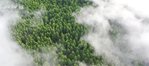 我国林草资源总量稳步增加 多种技术手段提升监测精准化程度 我国林草资源总量稳步增加 多种技术手段提升监测精准化程度