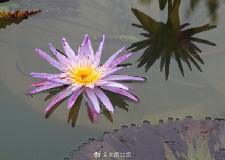 莲花池公园雨后荷花更显娇艳
