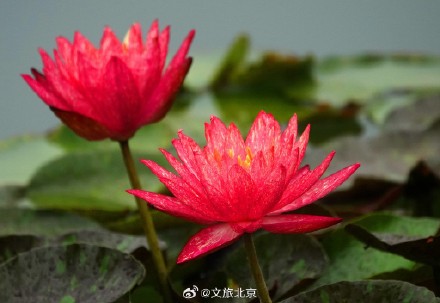 莲花池公园雨后荷花更显娇艳
