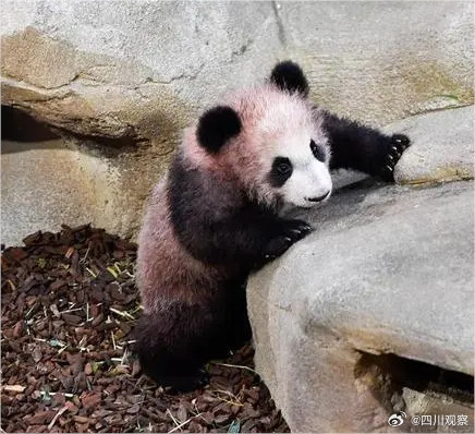 卷卷来了!旅法熊猫圆梦出生自带红卷毛 卷卷来了!旅法熊猫圆梦出生自带红卷毛