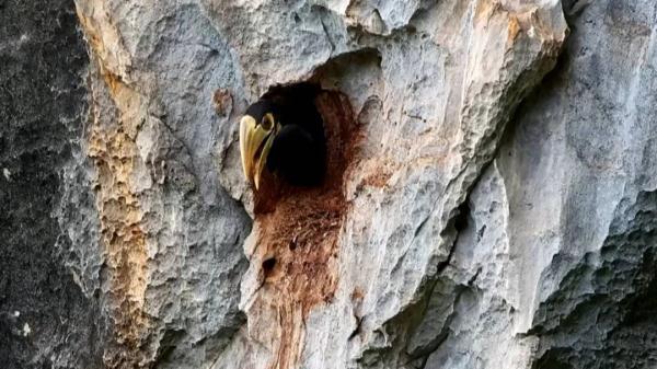 给力！这对冠斑犀鸟“明星夫妻”连续5年在广西崖洞自然繁殖