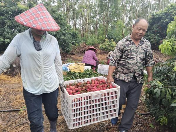 福建漳浦：晚熟荔枝迎丰收
