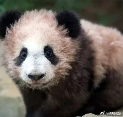 卷卷来了旅法熊猫圆梦出生自带红卷毛