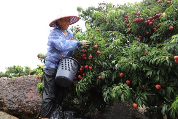 福建漳浦：晚熟荔枝迎丰收