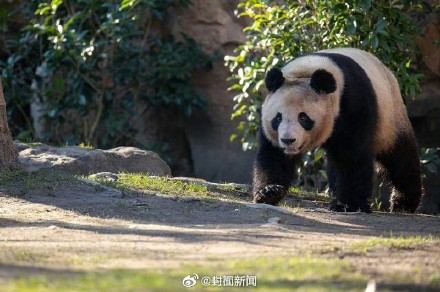 欢迎回家！旅法大熊猫圆梦明天回国