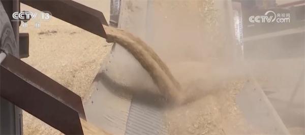 提效率、降损耗、增渠道 今年夏粮收购市场亮点频现 提效率、降损耗、增渠道 今年夏粮收购市场亮点频现