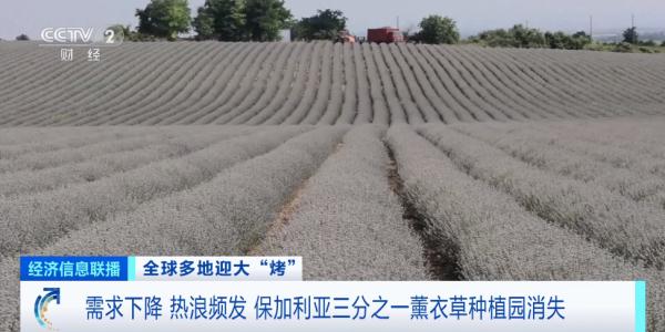 需求下降、热浪频发 保加利亚三分之一薰衣草种植园消失 需求下降、热浪频发 保加利亚三分之一薰衣草种植园消失