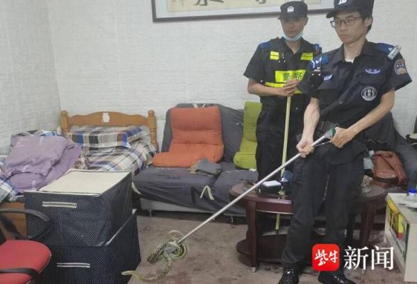 一米多长大蛇凌晨潜入居民家，民警上门“擒拿归案”