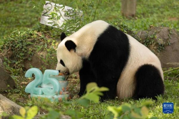 旅美大熊猫“美香”25岁啦!生日蛋糕是果汁冰坨坨? 旅美大熊猫“美香”25岁啦!生日蛋糕是果汁冰坨坨?