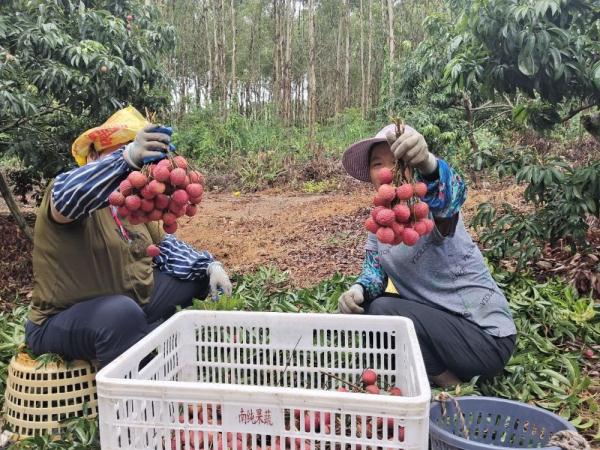 福建漳浦：晚熟荔枝迎丰收