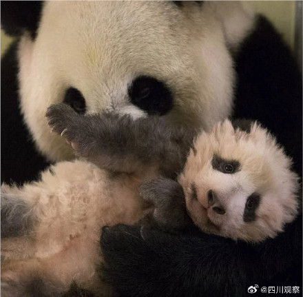 卷卷来了!旅法熊猫圆梦出生自带红卷毛 卷卷来了!旅法熊猫圆梦出生自带红卷毛