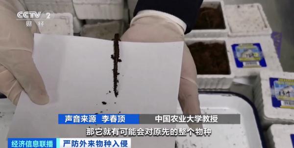 多地已截获“蚂蚁类”外来物种！官方将重点打击