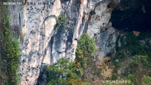 给力！这对冠斑犀鸟“明星夫妻”连续5年在广西崖洞自然繁殖