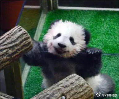 卷卷来了!旅法熊猫圆梦出生自带红卷毛 卷卷来了!旅法熊猫圆梦出生自带红卷毛