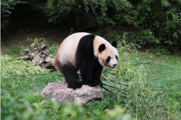 欢迎回家！旅法大熊猫“圆梦”今天回国
