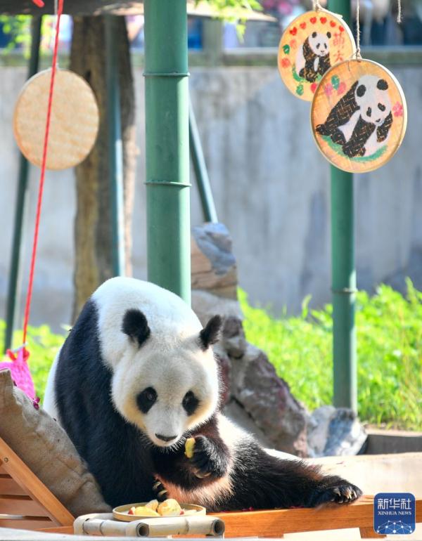 大熊猫“喜乐”迎来10岁生日